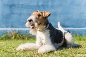 Was du wissen solltest, bevor du einen Foxterrier adoptierst