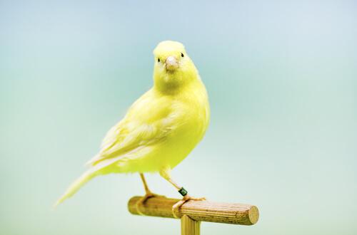 Zur Brutzeit der Kanarienvögel müssen die Tiere gut genährt sein und sich wohl fühlen.