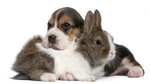 Das Zusammenleben von Hund und Hase