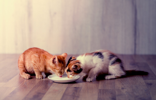 Das Zusammenleben von zwei Katzen funktioniert besser bei Geschwistern