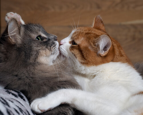 Das Zusammenleben von zwei Katzen funktioniert besser mit Zuneigung