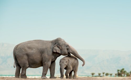 100 afrikanische Elefanten getötet