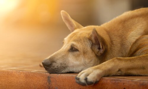 6 Tipps, wie du einen traurigen Hund aufmuntern kannst