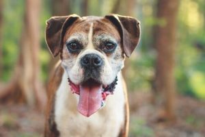 Älterwerden bei Hunden: 5 Zeichen, dass deine Fellnase nicht mehr die jüngste ist