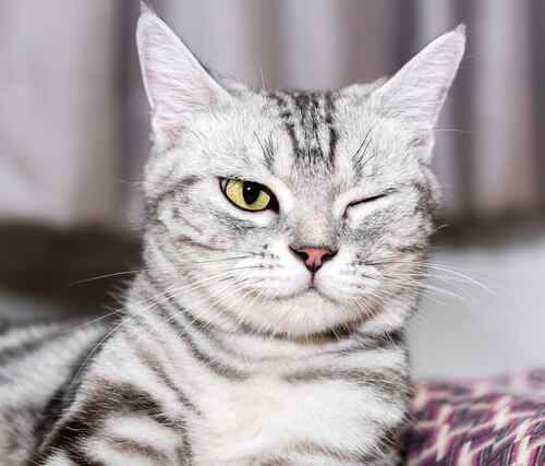 Augenerkrankungen bei Katzen: Vorbeuge und Pflege