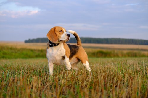 Beagle im Feld