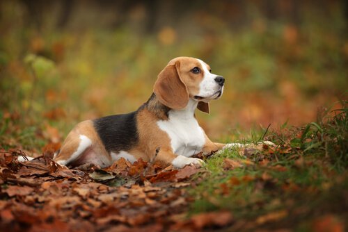 Beagle im Laub