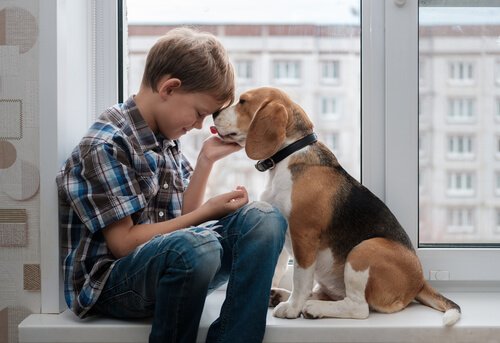 Wissenswertes über den Beagle