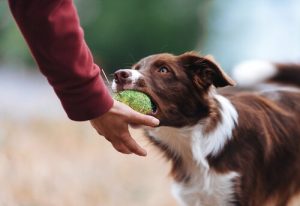 Besitzergreifendes Verhalten mit Spielzeug bei Hunden vermeiden