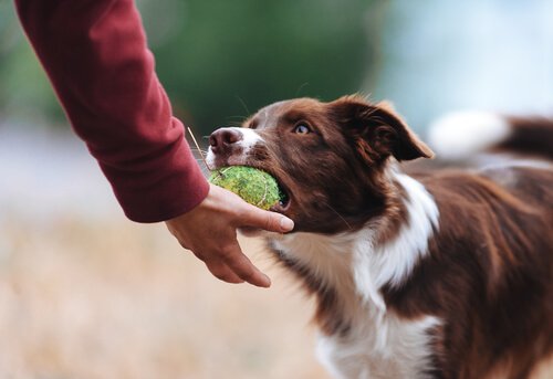 Besitzergreifendes Verhalten mit Spielzeug bei Hunden vermeiden