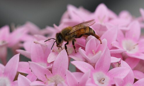Biene sitzt auf rosa Blüte