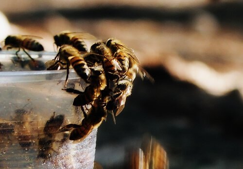 Bienen sind interessant