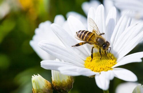 Bienen sind lebenswichtig für uns