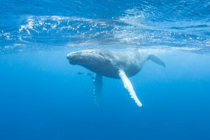 Kennst du den Gesang der Wale?