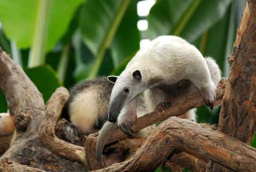 Der Zwergameisenbär gehört zu den Tierarten, die auf Bäumen leben.