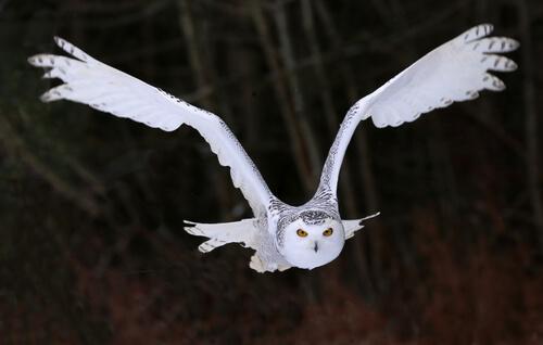 Die Schnee-Eule kann eine Flügelspannweite von bis zu 1,58 Meter erreichen.