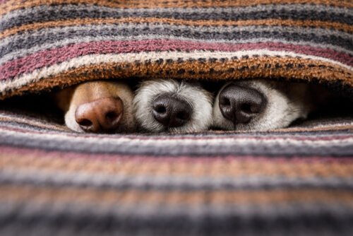 Drei Hundenasen schauen unter einer Decke hervor