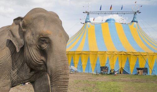 Ein Zirkus ist kein Ort für Elefanten