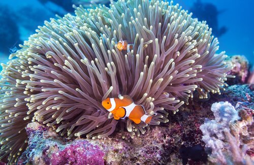 Fauna des Great Barrier Reef: Clown-Fisch