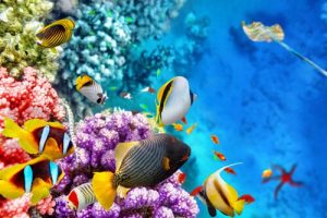 Die Fauna des Great Barrier Reef