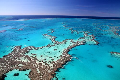 Fauna des Great Barrier Reef: Weltnaturerbe