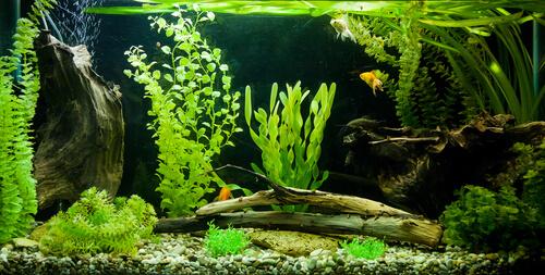 Filtertypen für Aquarien gibt es in unterschiedlichen Ausführungen.