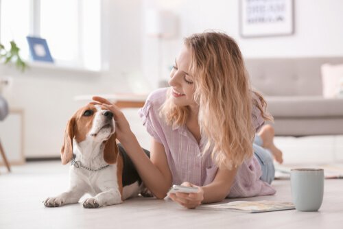 Frau streichelt Beagle im Wohnzimmer