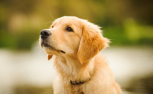 Golden Retriever Welpe blickt sehnsüchtig