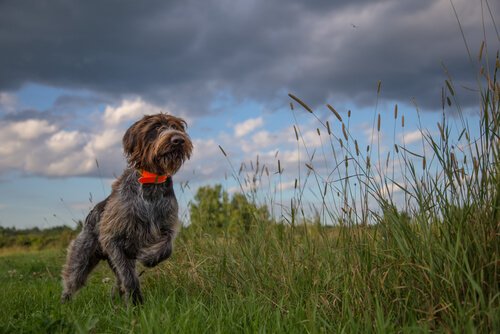 Griechische Namen für Jagdhunde