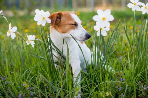 Haarausfall bei Hunden durch Allergien