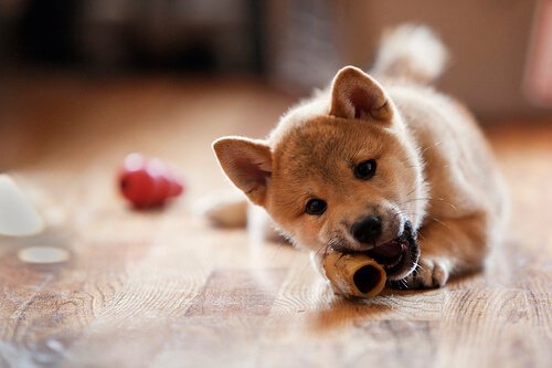 Haarausfall bei Hunden durch schlechte Ernährung