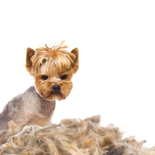Haarausfall bei Hunden: Ursachen und Behandlung