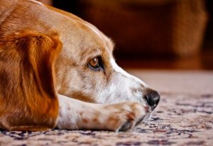 Haben Hunde eine Seele? Alles Wissenswerte!
