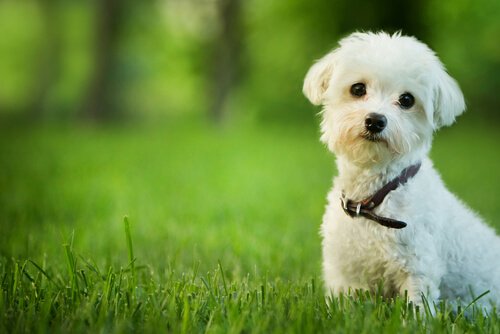 Haben Hunde eine Seele und kommen in den Himmel?