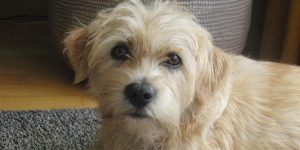 Holländischer Smoushund: Merkmale und Verhalten