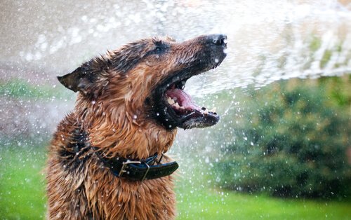 Hund genießt den Wasserstrahl