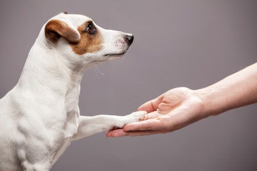 Hund mit den stärksten Pfoten Ist Größe ausschlaggebend? Deine Tiere