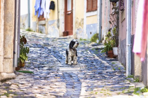 Hund in Lisboa