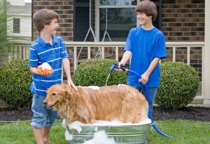 Hund mit dem Schlauch baden: Tipps und Ratschläge