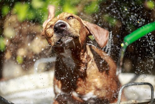 Hund schüttelt sich in der Wanne