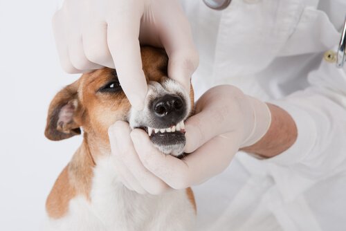 Hundespielzeug für die Zahnpflege