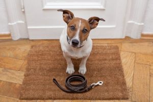 Hundetraining beim Spaziergang