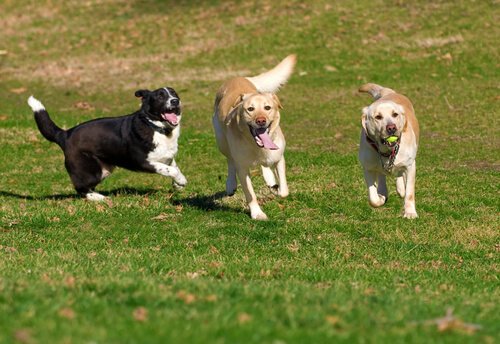 Hundetraining beim Spaziergang durch Sozialisierung