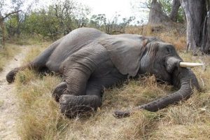 In Botswana 100 Elefanten getötet