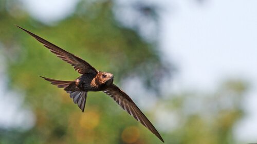Mauersegler in vollem Flug