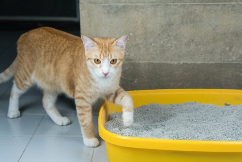 Katze alleine zuhause lassen: mit sauberer Toilette