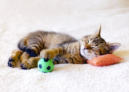 Katze alleine zuhause lassen: mit Spielzeug
