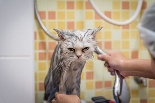 Katze im Bad