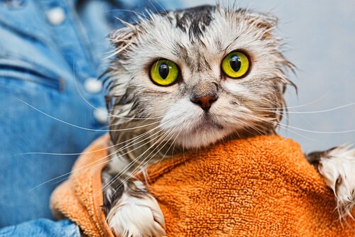 Katze nach Bad