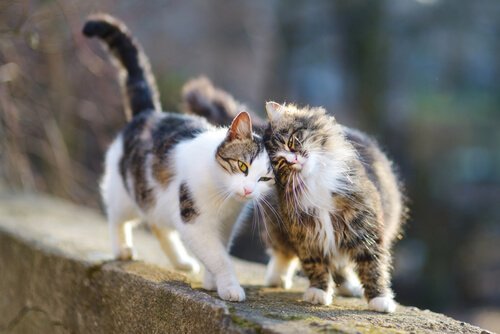 Zwei Katzen leisten sich Gesellschaft